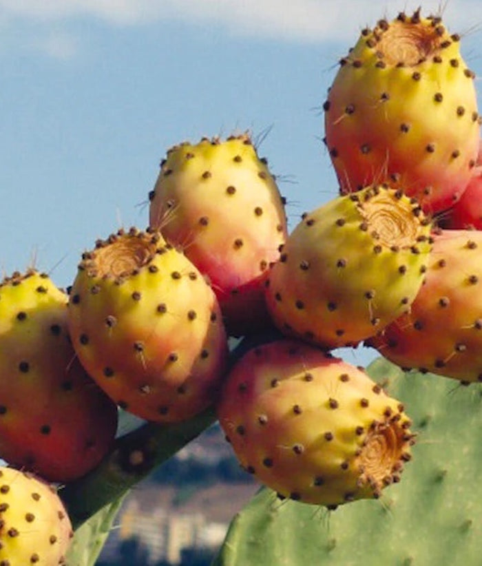 Organic Prickly Pear Seed Oil