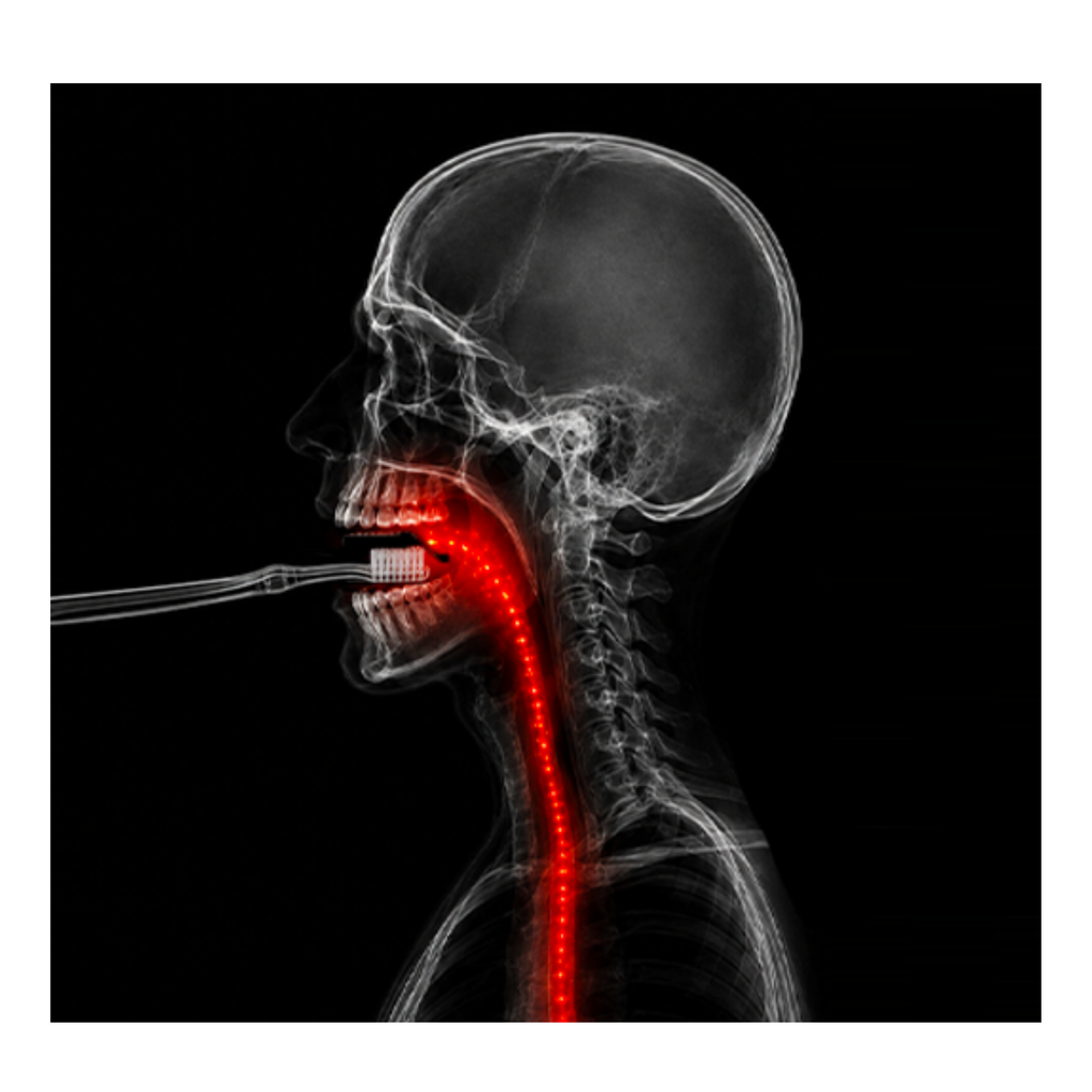 X-ray style illustration of a toothbrush in the mouth highlighting the path into the body